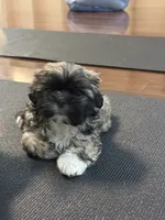 Shaggy, a male Shih Tzu for sale in Hampden, MA – 3 of 8