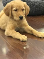 Hawk, a male Golden Retriever and English Cream Golden Retriever for sale in Hampden, MA – 2 of 10