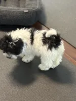 Eva , a female Poodle - Miniature  for sale in Wilbraham, MA – Photo 7 of 7