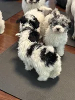 Eva , a female Poodle - Miniature  for sale in Wilbraham, MA – Photo 6 of 7