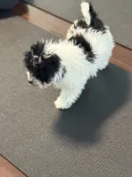 Eva , a female Poodle - Miniature  for sale in Wilbraham, MA – Photo 4 of 7