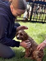 Myles, a male Cavapoo for sale in Hampden, MA – 2 of 4