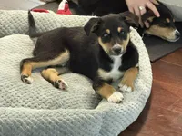 Atlas, a male Beagle and Golden Retriever for sale in Wilbraham, MA – Photo 3 of 4