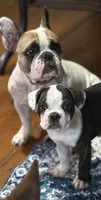 Brutus, a male French Bulldog for sale in Hampden, MA – 7 of 9