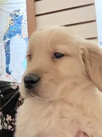 Maple, a female Golden Retriever for sale in Wilbraham, MA – Photo 3 of 4