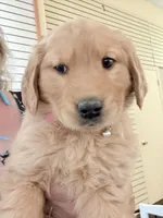 Maple, a female Golden Retriever for sale in Wilbraham, MA – Photo 4 of 4