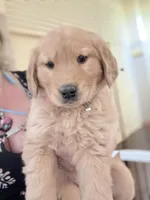 Maple, a female Golden Retriever for sale in Wilbraham, MA – Photo 1 of 4