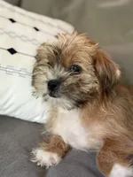 Marshmallow, a female Shihpoo for sale in Hampden, MA – 5 of 8