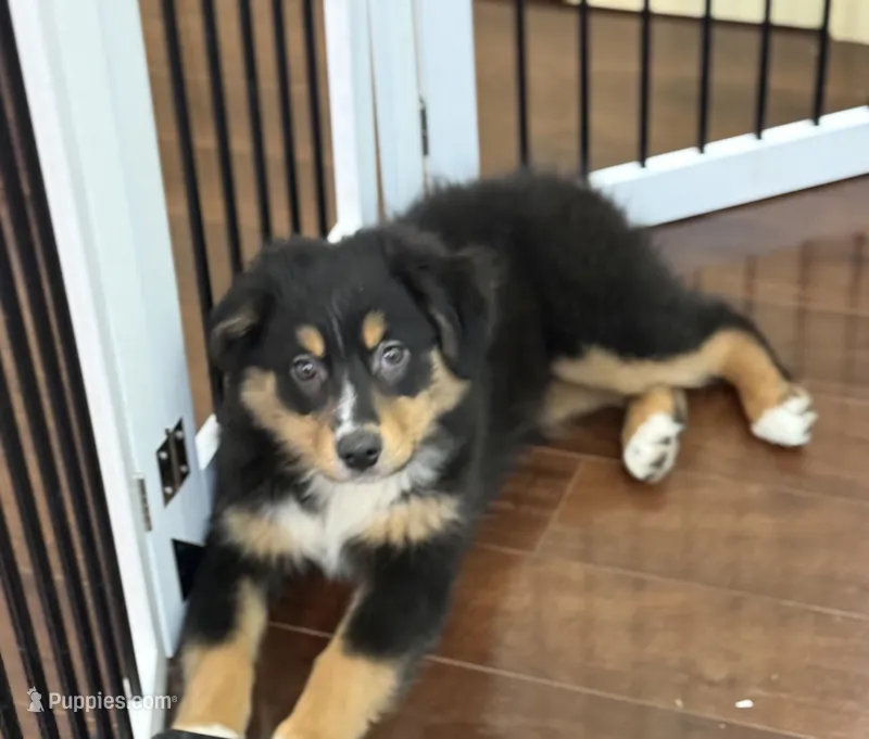Bella – Miniature Australian Shepherd puppy for sale in Wilbraham, MA
