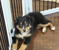 Bella, a female Miniature Australian Shepherd for sale in Wilbraham, MA – Photo 1 of 3