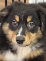 Bella, a female Miniature Australian Shepherd for sale in Wilbraham, MA – Photo 2 of 3
