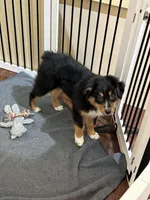 Bella, a female Miniature Australian Shepherd for sale in Wilbraham, MA – Photo 3 of 3