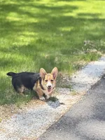 Tank, a male Pembroke Welsh Corgi for sale in Wilbraham, MA – 4 of 6