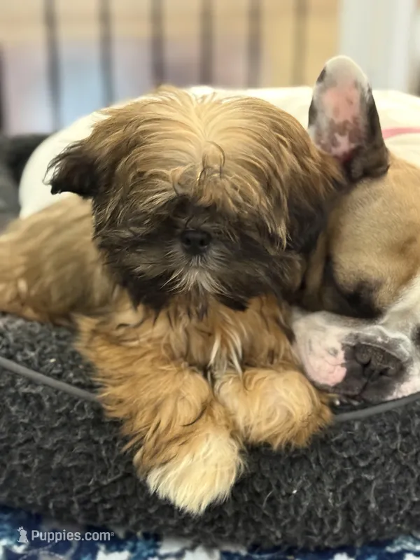 Rosie – Shih Tzu puppy for sale in Wilbraham, MA