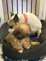 Rosie, a female Shih Tzu for sale in Wilbraham, MA – Photo 4 of 4