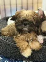 Rosie, a female Shih Tzu for sale in Wilbraham, MA – Photo 3 of 4