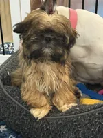 Rosie, a female Shih Tzu for sale in Wilbraham, MA – Photo 2 of 4