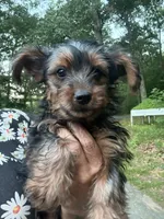 Teddy, a male Yorkshire Terrier for sale in Hampden, MA – 4 of 5