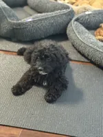 Mick, a male Cavapoo for sale in Hampden, MA – 2 of 4