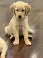 Honey , a female Golden Retriever and English Cream Golden Retriever for sale in Hampden, MA – 4 of 5