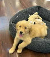 Maple, a female Golden Retriever and English Cream Golden Retriever for sale in Hampden, MA – 2 of 2
