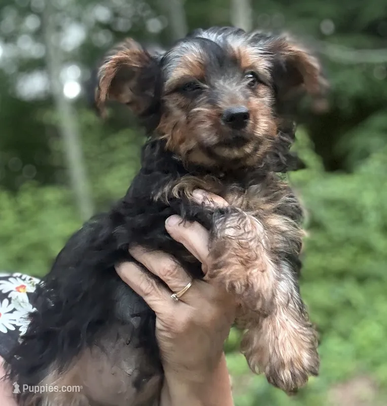 Teddy – Yorkshire Terrier puppy for sale in Hampden, MA