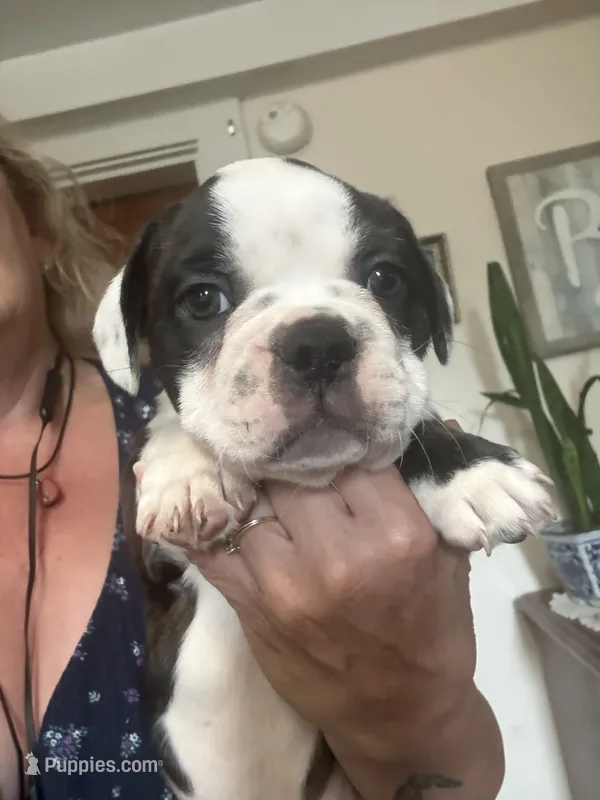 Pumba – French Bulldog puppy for sale in Hampden, MA