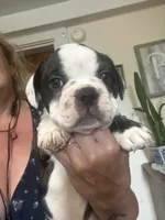 Pumba, a female French Bulldog for sale in Hampden, MA – 1 of 9