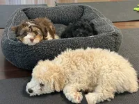 Charlie, a female Miniature Aussiedoodle for sale in Hampden, MA – 3 of 7