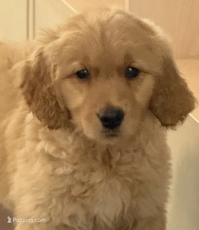 Maple – Golden Retriever puppy for sale in Wilbraham, MA