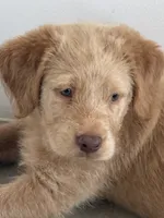 Max, a male Labradoodle and Golden Retriever for sale in Hampden, MA – 3 of 5