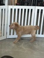 Max, a male Labradoodle and Golden Retriever for sale in Hampden, MA – 5 of 5