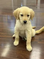 Honey , a female Golden Retriever and English Cream Golden Retriever for sale in Hampden, MA – 1 of 5
