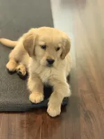 Kobe, a male Golden Retriever for sale in Wilbraham, MA – Photo 4 of 5