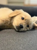 Kobe, a male Golden Retriever for sale in Wilbraham, MA – Photo 2 of 5