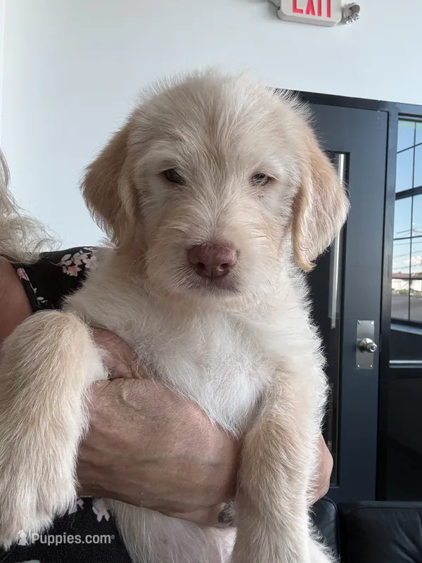 Maverick  – Labradoodle, Golden Retriever puppy for sale in Hampden, MA