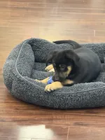Yogi, a male German Shepherd Dog and Golden Retriever for sale in Wilbraham, MA – 4 of 4