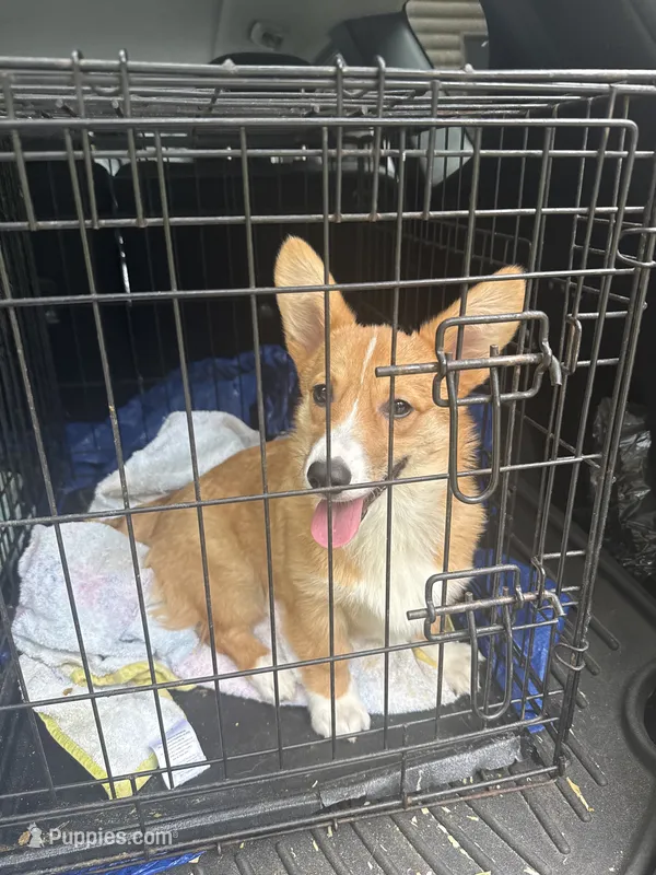 Bunny – Pembroke Welsh Corgi puppy for sale in Wilbraham, MA