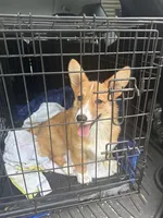 Bunny, a female Pembroke Welsh Corgi for sale in Wilbraham, MA – 1 of 2