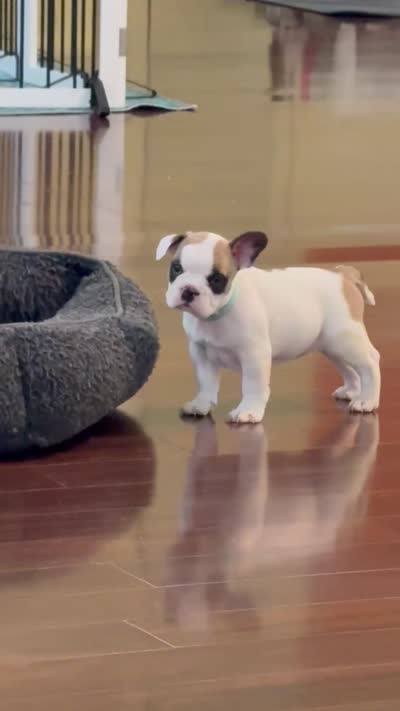 Baby roxie, a female French Bulldog for sale in Hampden, MA – 7 of 8