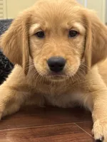 Hawk, a male Golden Retriever and English Cream Golden Retriever for sale in Hampden, MA – 9 of 10