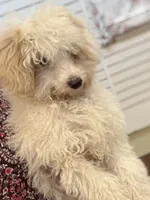 Gigi, a female Soft Coated Wheaten Terrier and Poodle - Miniature  for sale in Hampden, MA – 4 of 6