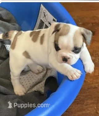 Baby roxie – French Bulldog puppy for sale in Hampden, MA