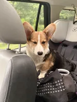 Rocky , a male Pembroke Welsh Corgi for sale in Hampden, MA – 8 of 9