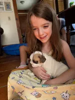 Baby roxie, a female French Bulldog for sale in Hampden, MA – 8 of 8