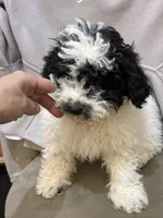 Gigi, a female Poodle - Miniature  for sale in Wilbraham, MA – Photo 3 of 7