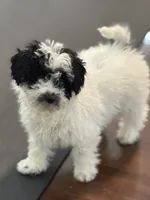 Gigi, a female Poodle - Miniature  for sale in Wilbraham, MA – Photo 7 of 7