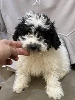 Gigi, a female Poodle - Miniature  for sale in Wilbraham, MA – Photo 1 of 7