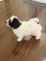 Gigi, a female Poodle - Miniature  for sale in Wilbraham, MA – Photo 6 of 7