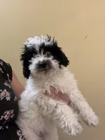 Gigi, a female Poodle - Miniature  for sale in Wilbraham, MA – Photo 2 of 7